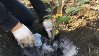 как поливать саженцы плодовых деревьев
