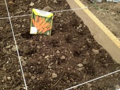 посев моркови в открытый грунт весной