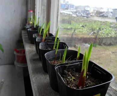 как посадить гладиолусы на рассаду