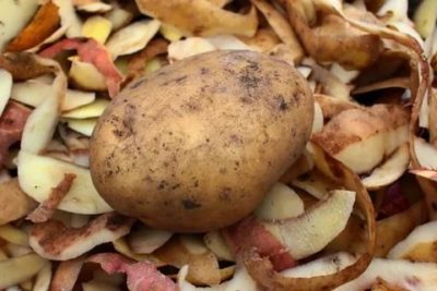 очистки картофеля как удобрение