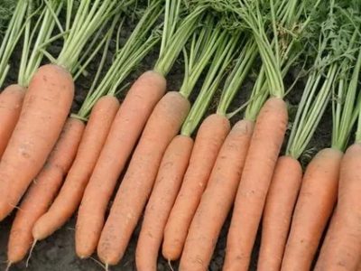 сорта моркови для ленинградской области