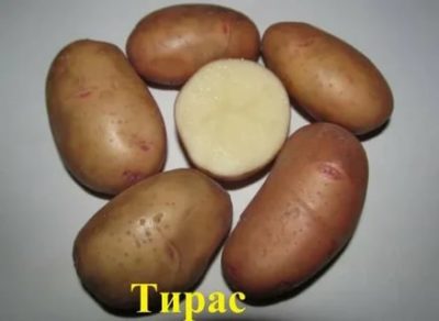 сорт картофеля тирас
