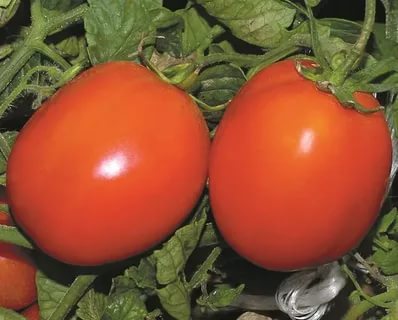 высокоурожайные сорта томатов для открытого грунта