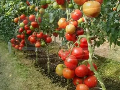 какие сорта помидор самые урожайные для теплиц на урале