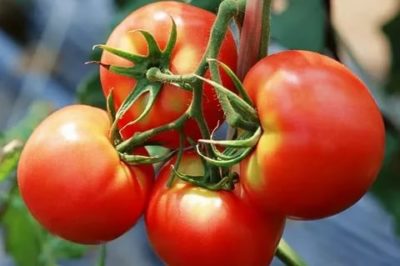 сорта томатов для кировской области