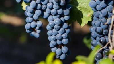лучшие технические сорта винограда