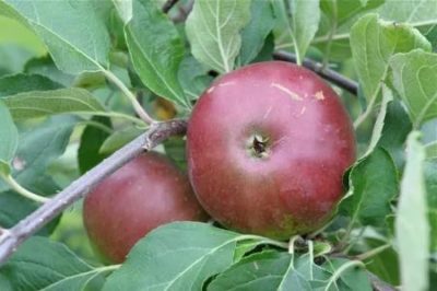 сорта яблонь для ярославской области