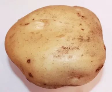 картофель тимо описание сорта