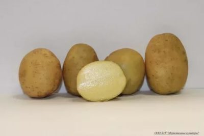 сорт картофеля валентина