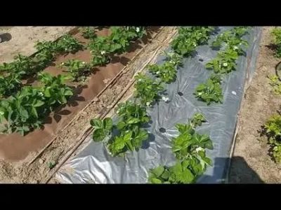 как посадить клубнику осенью под черную пленку