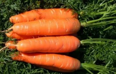 лучшие сорта моркови для подмосковья открытый грунт