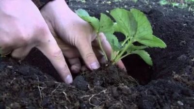 как правильно посадить клубнику в августе