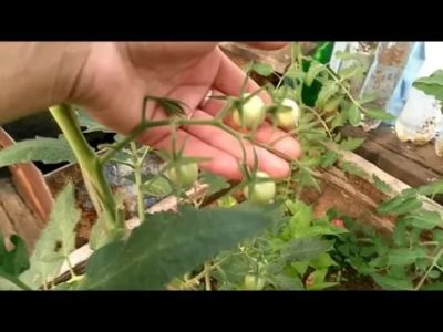 опыление помидор в теплице