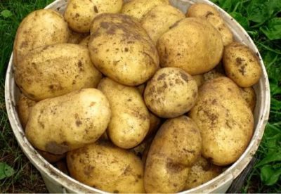крупные сорта картофеля