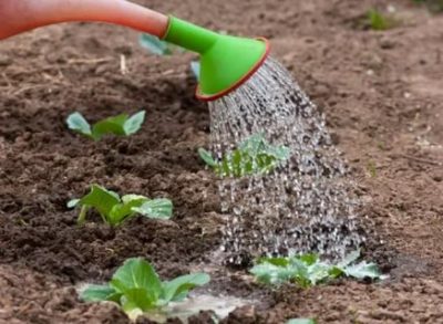 как поливать рассаду капусты