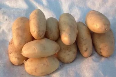 голландские сорта картофеля