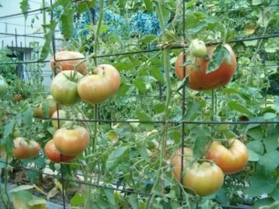 как подвязывать помидоры