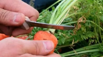 как правильно обрезать морковь на хранение