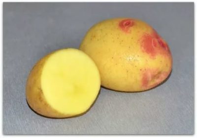 сорт картофеля лимонка