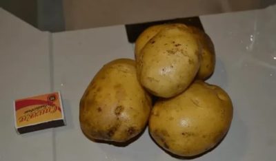 сорт картофеля латона