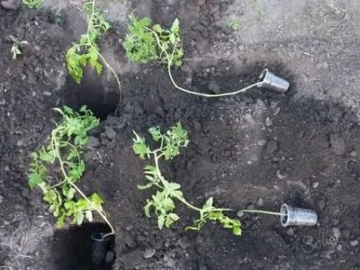 как посадить длинные помидоры