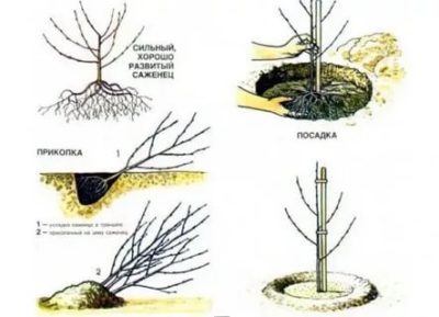 как посадить черешню весной в подмосковье