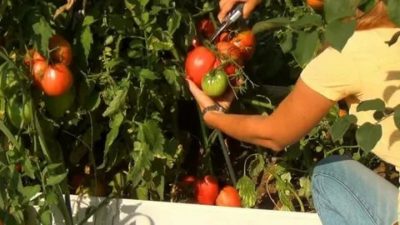 чем удобрять помидоры во время цветения и завязывания плодов