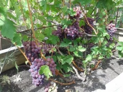виноград на южном урале посадка и уход
