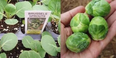 как сажать брюссельскую капусту на рассаду