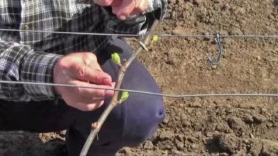 уход за виноградом весной в ростовской области