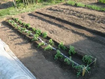 как посадить помидоры в открытый грунт правильно