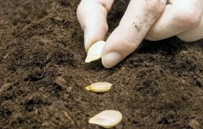 как посадить тыкву в открытый грунт семенами