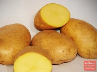 сорт картофеля латона