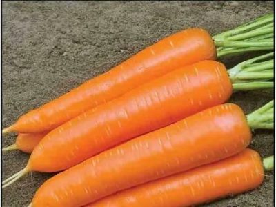 подзимние сорта моркови