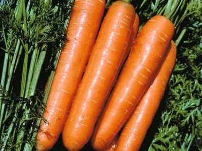 лучшие семена моркови для хранения