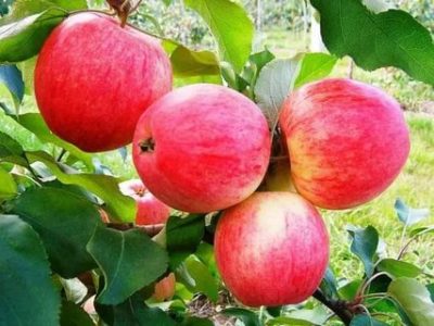 какие сорта яблонь нужно посадить чтобы получить урожай яблок летом