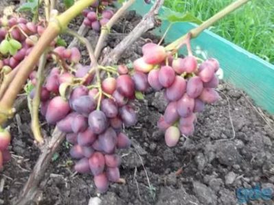 саженцы винограда для подмосковья