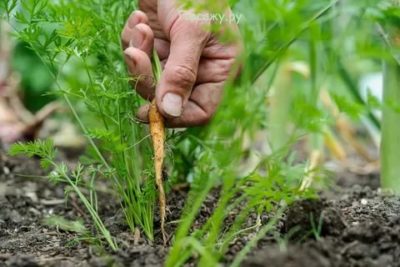 можно ли рассаживать морковь после прореживания