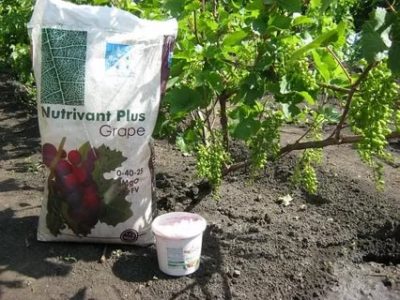 удобрение для винограда весной