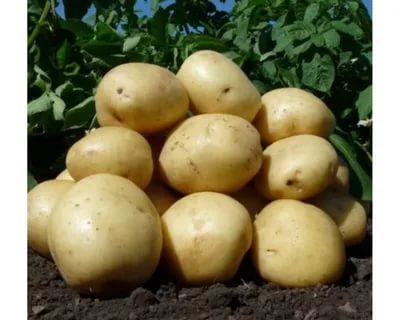 аризона сорт картофеля