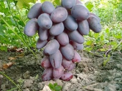 сорт винограда зарево