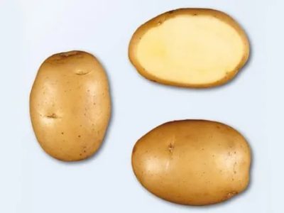 сорт картофеля минерва