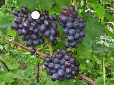сорт винограда томайский