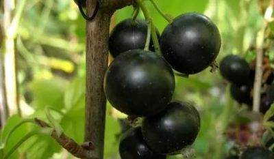 урожайные сорта черной смородины