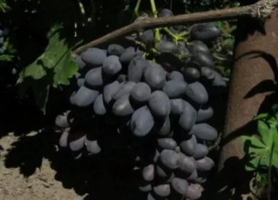сорт винограда кармен