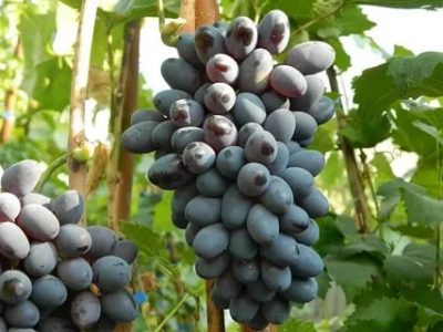 поздние сорта винограда