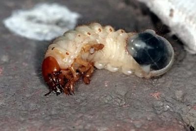 как бороться с личинками майского жука на огороде