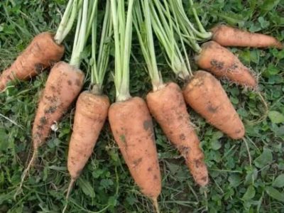 лучшие сорта моркови для урала