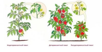 нужно ли пасынковать низкорослые помидоры