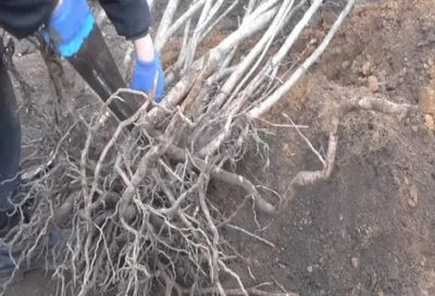 как посадить черноплодную рябину весной